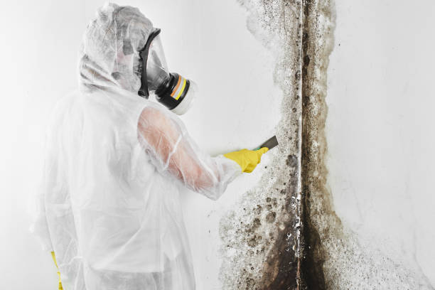 Best Mold Testing  in Hopewell, VA