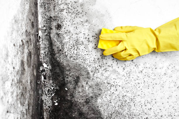 Reliable Hopewell, VA Mold Removal Solutions