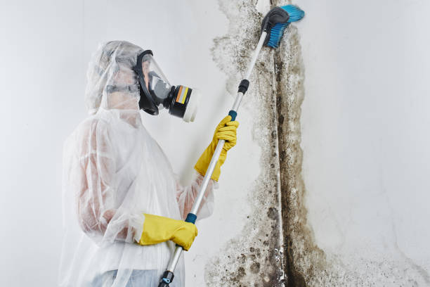 Best Mold Remediation  in Hopewell, VA