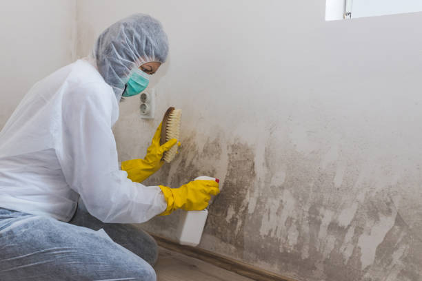 Best Black Mold Removal  in Hopewell, VA