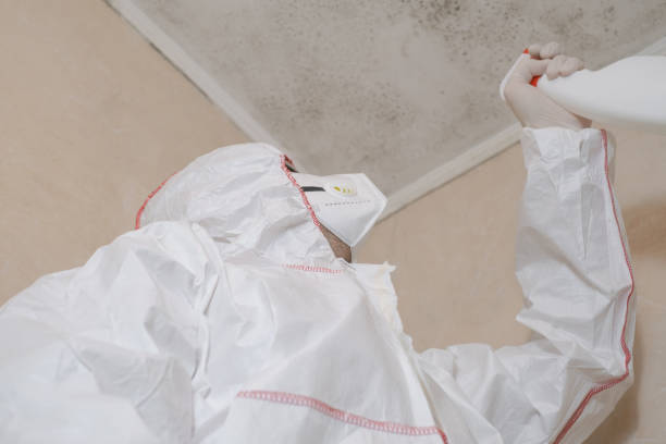 Best Mold Damage Repair  in Hopewell, VA