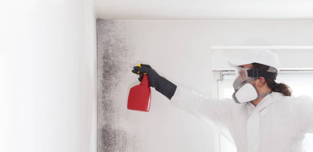 Best Toxic Mold Removal  in Hopewell, VA