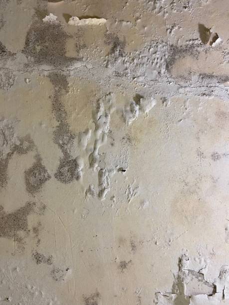 Best Mold Removal Company Near Me  in Hopewell, VA