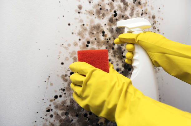 Best Affordable Mold Removal  in Hopewell, VA