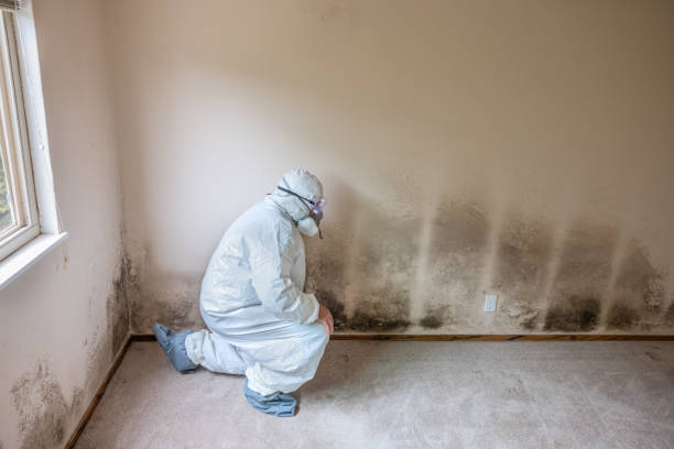 Best Mold Removal Near Me  in Hopewell, VA