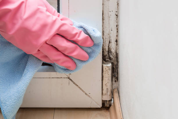 Best Mold Removal and Inspection  in Hopewell, VA
